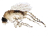  (Megaselia rufa - BIOUG12529-H10)  @15 [ ] CreativeCommons - Attribution (2014) CBG Photography Group Centre for Biodiversity Genomics