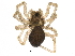  (Silometopus reussi - BIOUG27199-H03)  @15 [ ] CreativeCommons - Attribution (2018) CBG Photography Group Centre for Biodiversity Genomics