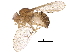  (Drosophila brachynephros - BIOUG27785-B07)  @11 [ ] CreativeCommons - Attribution (2018) CBG Photography Group Centre for Biodiversity Genomics