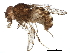  (Drosophila buzzatii - BIOUG09041-G03)  @14 [ ] CreativeCommons - Attribution (2015) CBG Photography Group Centre for Biodiversity Genomics