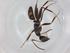  (Camponotus sexguttatus - BIOUG92988-B07)  @11 [ ] CreativeCommons - Attribution (2022) Centre for Biodiversity Genomics Centre for Biodiversity Genomics