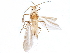  (Coccoidea_incertae_sedis - BIOUG17602-F08)  @14 [ ] CreativeCommons - Attribution (2015) CBG Photography Group Centre for Biodiversity Genomics