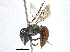  (Sphecodes olivieri - BIOUG17599-B04)  @15 [ ] CreativeCommons - Attribution (2015) CBG Photography Group Centre for Biodiversity Genomics