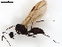  (Camponotus yiningensis - BIOUG39052-H10)  @11 [ ] CreativeCommons - Attribution (2021) CBG Photography Group Centre for Biodiversity Genomics