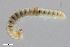  (Cylindrodesmus hirsutus - ZFMK-TIS-2516229)  @11 [ ] CreativeCommons  Attribution Share-Alike (by-sa) 726 (2014) Unspecified Zoologisches Forschungsmuseum Alexander Koenig
