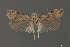  ( - DNA_SL0604)  @13 [ ] Copyright (2017) Sangmi Lee Arizona State University Hasbrouck Insect Collection