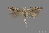  (Sophronia roseicrinella - DNA_SL0617)  @13 [ ] Copyright (2017) Sangmi Lee Arizona State University Hasbrouck Insect Collection