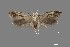  (Sophronia sp. 2SL - DNA_SL0620)  @14 [ ] Copyright (2017) Sangmi Lee Arizona State University Hasbrouck Insect Collection