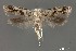  ( - DNA_SL0621)  @14 [ ] Copyright (2017) Sangmi Lee Arizona State University Hasbrouck Insect Collection