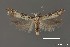  (Polyhymno pausimacha - DNA_SL0624)  @11 [ ] Copyright (2017) Sangmi Lee Arizona State University Hasbrouck Insect Collection