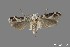  (Gelechiidae_gen sp. 2SL - DNA_SL0627)  @13 [ ] Copyright (2017) Sangmi Lee Arizona State University Hasbrouck Insect Collection