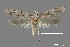  (Arogalea sp. 2SL - DNA_SL0639)  @14 [ ] Copyright (2017) Sangmi Lee Arizona State University Hasbrouck Insect Collection