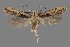  ( - DNA_SL0646)  @13 [ ] Copyright (2017) Sangmi Lee Arizona State University Hasbrouck Insect Collection
