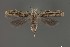  ( - DNA_SL0655)  @13 [ ] Copyright (2017) Sangmi Lee Arizona State University Hasbrouck Insect Collection