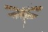  ( - DNA_SL0659)  @13 [ ] Copyright (2017) Sangmi Lee Arizona State University Hasbrouck Insect Collection