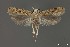  ( - DNA_SL0661)  @13 [ ] Copyright (2017) Sangmi Lee Arizona State University Hasbrouck Insect Collection