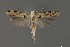  ( - DNA_SL0662)  @15 [ ] Copyright (2017) Sangmi Lee Arizona State University Hasbrouck Insect Collection