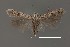  ( - DNA_SL0663)  @11 [ ] Copyright (2017) Sangmi Lee Arizona State University Hasbrouck Insect Collection