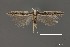  ( - DNA_SL0666)  @13 [ ] Copyright (2017) Sangmi Lee Arizona State University Hasbrouck Insect Collection