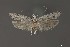  (Gelechiidae_gen sp. 6SL - DNA_SL0685)  @14 [ ] Copyright (2017) Sangmi Lee Arizona State University Hasbrouck Insect Collection