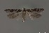  ( - DNA_SL0689)  @13 [ ] Copyright (2017) Sangmi Lee Arizona State University Hasbrouck Insect Collection