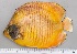  (Chaetodon semilarvatus - SMNHTAU P.15138B)  @11 [ ] No Rights Reserved  Roi Holzman The Interuniversity Institute for Marine Sciences Eilat