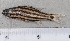  (Cheilodipterus pygmaios - SMNHTAU P.15268)  @11 [ ] No Rights Reserved  Roi Holzman The Interuniversity Institute for Marine Sciences Eilat