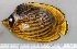  (Chaetodon fasciatus - SMNHTAU P. 15110)  @11 [ ] No Rights Reserved  Roi Holzman The Interuniversity Institute for Marine Sciences Eilat