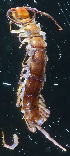  ( - ZSM-BC-26830-B12)  @11 [ ] CreativeCommons  Attribution Non-Commercial Share-Alike (2016) SNSB (Staatliche Naurwissenschaftliche Sammlungen Bayerns) ZSM (Zoologische Staatssammlung Muenchen)