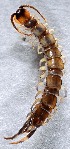  (Lithobius erythrocephalus - ZSM-BC-27349-B08)  @11 [ ] CreativeCommons  Attribution Non-Commercial Share-Alike (2016) SNSB (Staatliche Naurwissenschaftliche Sammlungen Bayerns) ZSM (Zoologische Staatssammlung Muenchen)