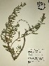  (Oenothera laciniata - GPAGA 161)  @11 [ ] Copyright (2017) Columbus State University Columbus State University
