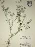  (Cyclospermum leptophyllum - GPAGA 169)  @11 [ ] Copyright (2017) Columbus State University Columbus State University