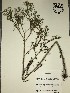  (Symphyotrichum pilosum - GPAGA 173)  @11 [ ] Copyright (2017) Columbus State University Columbus State University