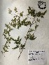  (Lygodium japonicum - GPAGA 259)  @11 [ ] Copyright (2017) Columbus State University Columbus State University