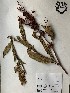  (Rumex verticillatus - GPAGA 263)  @11 [ ] Copyright (2017) Columbus State University Columbus State University