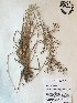  (Fimbristylis miliacea - GPAGA 319)  @11 [ ] Copyright (2017) Columbus State University Columbus State University