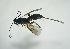  (Agathis fuscipennis - NK-20-34)  @11 [ ] Copyright (2020) Natalia Kirichenko Sukachev Institute of Forest SB RAS