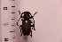  (Herophila tristis - CLV41727)  @11 [ ] CreativeCommons  Attribution Non-Commercial Share-Alike (2021) Carlos Lopez Vaamonde Institut National de la Recherche Agronomique, Zoologie Forestiere