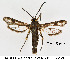  ( - CLV41896)  @11 [ ] CreativeCommons  Attribution Non-Commercial Share-Alike (2021) Carlos Lopez Vaamonde Institut National de la Recherche Agronomique, Zoologie Forestiere