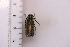  (Oxylia duponchelii - CLV42326)  @11 [ ] CreativeCommons  Attribution Non-Commercial Share-Alike (2021) Carlos Lopez Vaamonde Institut National de la Recherche Agronomique, Zoologie Forestiere