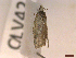  ( - CLV42719)  @11 [ ] CreativeCommons  Attribution Non-Commercial Share-Alike (2022) Carlos Lopez Vaamonde Institut National de la Recherche Agronomique, Zoologie Forestiere