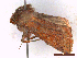  (Anchoscelis haematidea - CLV43777)  @11 [ ] CreativeCommons  Attribution Non-Commercial Share-Alike (2022) Carlos Lopez Vaamonde Institut National de la Recherche Agronomique, Zoologie Forestiere