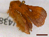  ( - CLV43821)  @11 [ ] CreativeCommons  Attribution Non-Commercial Share-Alike (2022) Carlos Lopez Vaamonde Institut National de la Recherche Agronomique, Zoologie Forestiere