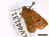  (Leptologia blidaensis - CLV44131)  @11 [ ] CreativeCommons  Attribution Non-Commercial Share-Alike (2022) Carlos Lopez Vaamonde Institut National de la Recherche Agronomique, Zoologie Forestiere