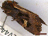  ( - CLV44331)  @11 [ ] CreativeCommons  Attribution Non-Commercial Share-Alike (2022) Carlos Lopez Vaamonde Institut National de la Recherche Agronomique, Zoologie Forestiere