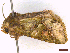  ( - CLV44513)  @11 [ ] CreativeCommons  Attribution Non-Commercial Share-Alike (2032) Carlos Lopez Vaamonde Institut National de la Recherche Agronomique, Zoologie Forestiere