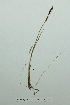  (Carex concolor - ZA-PL54)  @11 [ ] Copyright (2013) Tomas Roslin University of Helsinki