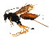  ( - ZA2011-531)  @14 [ ] CreativeCommons - Attribution (2012) CBG Photography Group Centre for Biodiversity Genomics