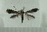  (Phyllocnistis kawakitai - AK0105)  @13 [ ] Copyright (2011) Atsushi Kawakita Unspecified