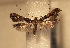  (Caloptilia sapiivora - AK0229)  @12 [ ] Copyright (2012) Atsushi Kawakita Unspecified